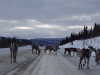 Caribou Crossing on Road to Watson Lake, YT